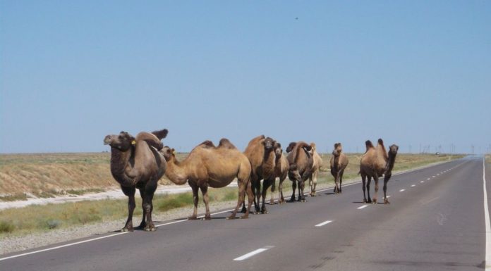 L’incontro con i cammelli